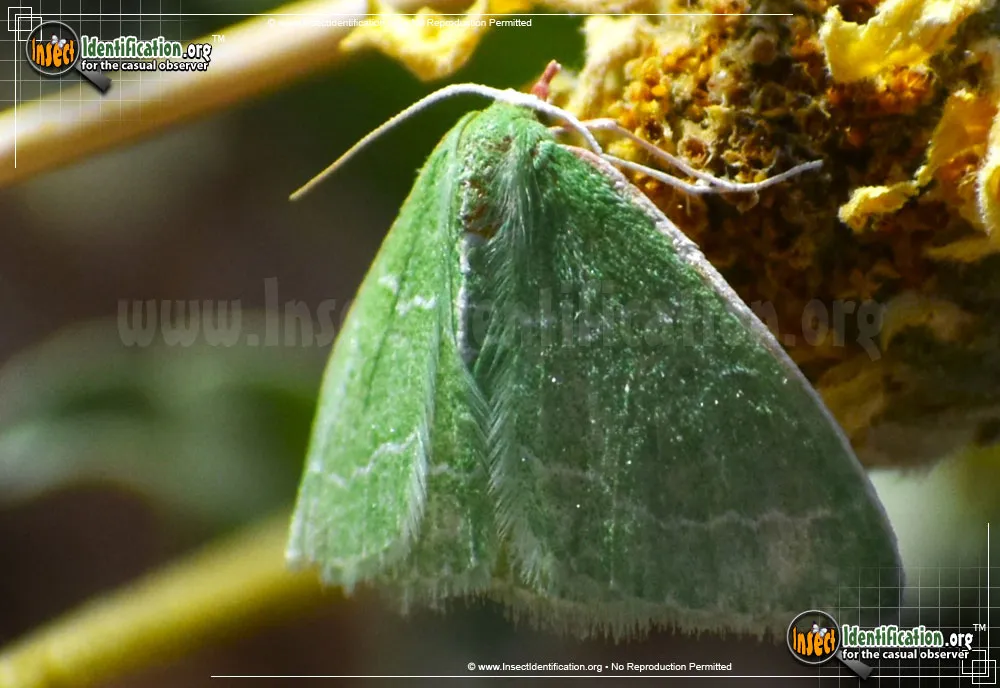 Southern Emerald Moth - photo 5