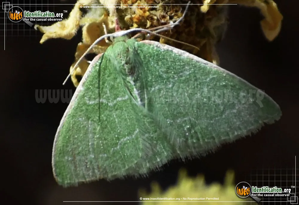 Southern Emerald Moth - photo 7