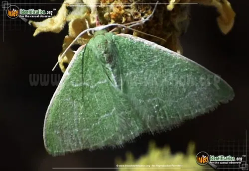 Southern Emerald Moth - photo 8