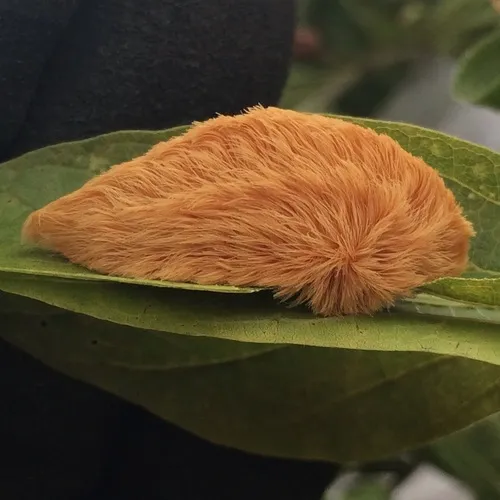 Southern Flannel Moth - photo 4