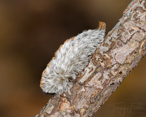 Southern Flannel Moth - photo 5