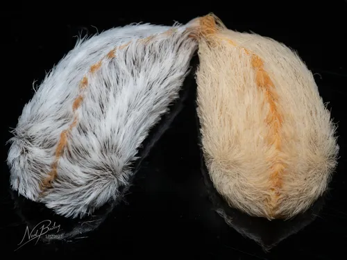 Southern Flannel Moth - photo 6