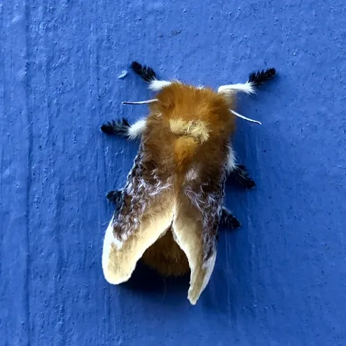 Southern Flannel Moth - photo 7
