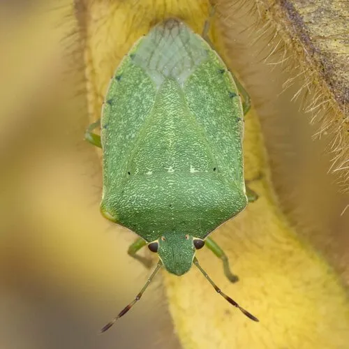 Southern Green Stink Bug