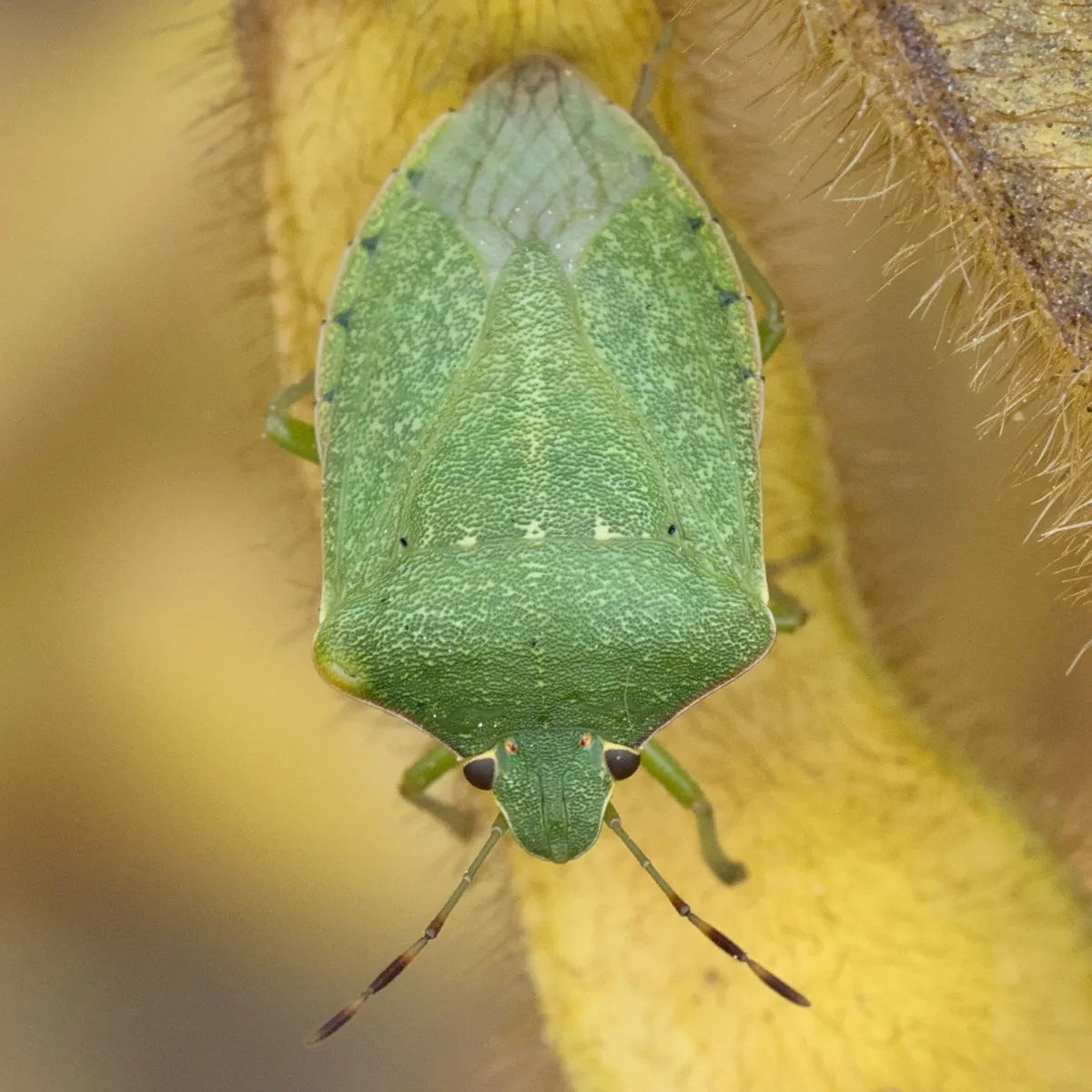 Southern Green Stink Bug - photo 3