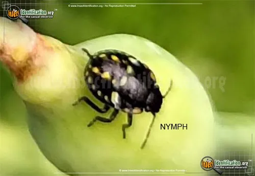 Southern Green Stink Bug - photo 4