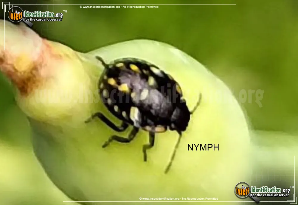 Southern Green Stink Bug - photo 5