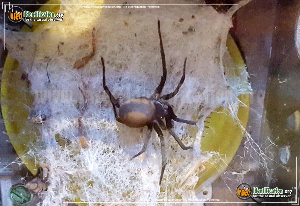 Southern House Spider - Kukulcania hibernalis