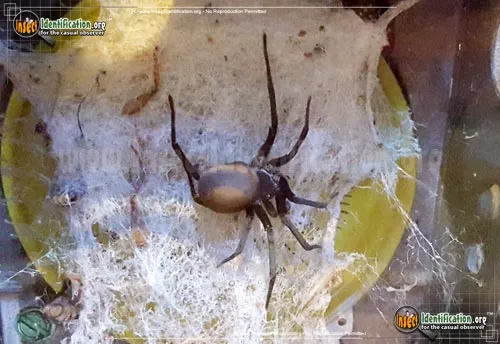 Southern House Spider - photo 2