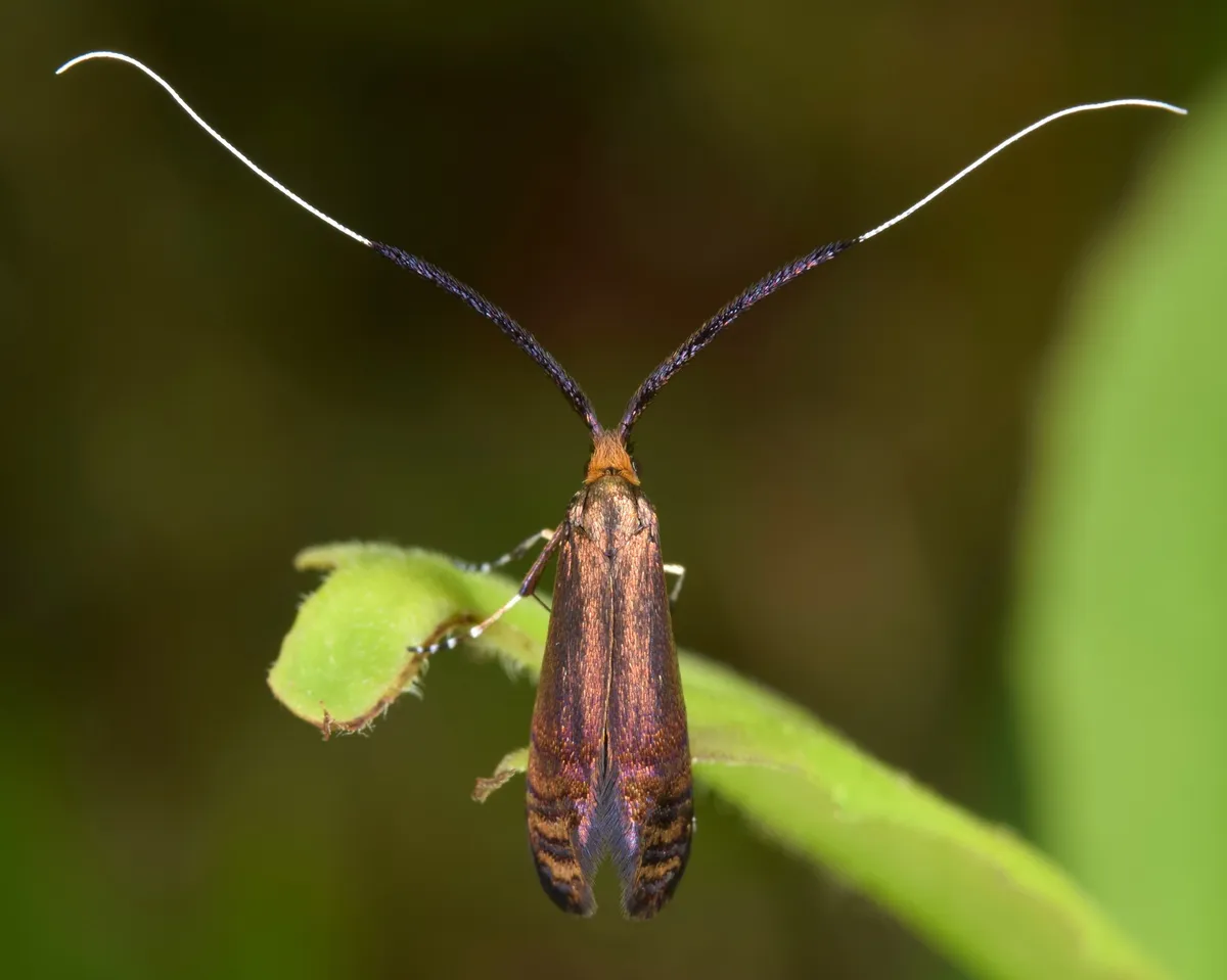 Southern Longhorn Moth - photo 3