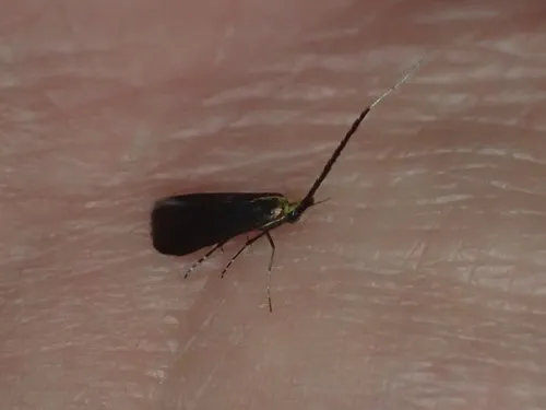 Southern Longhorn Moth - photo 4
