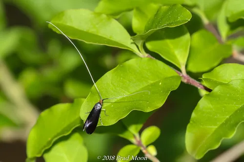 Southern Longhorn Moth - photo 5