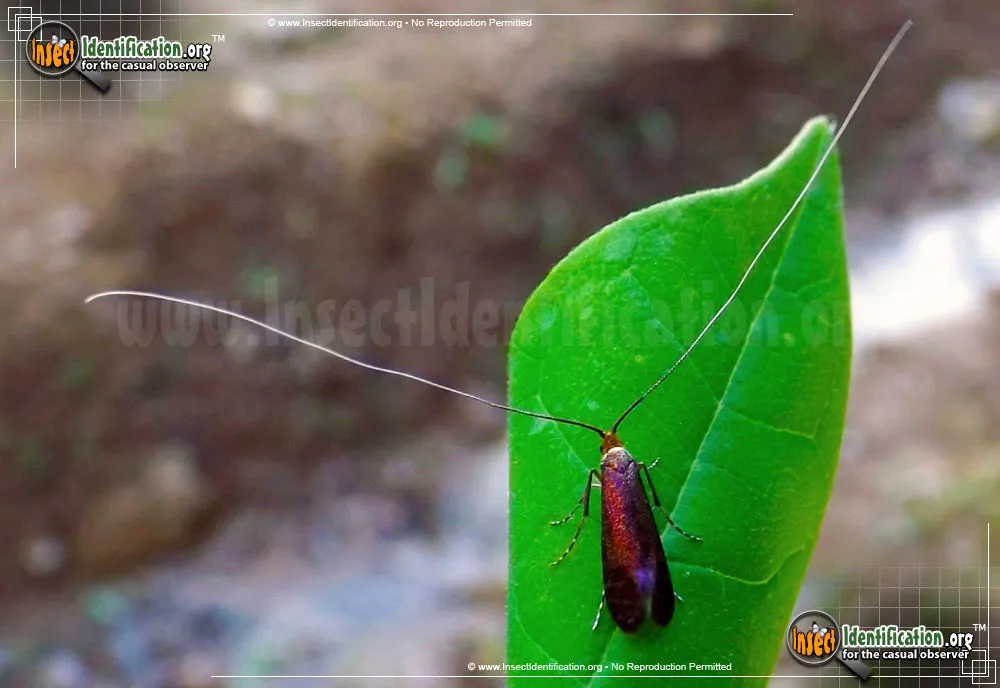 Southern Longhorn Moth - photo 7