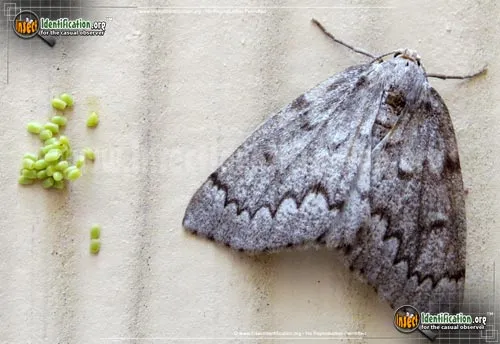 Southern Nepytia Moth - photo 2