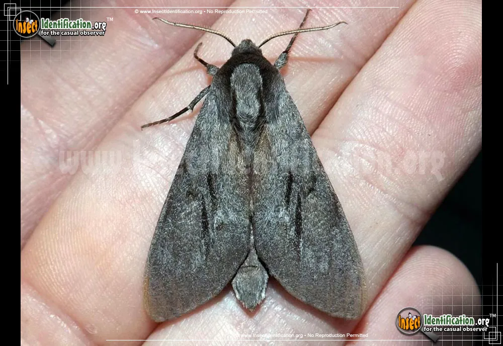 Southern Pine Sphinx