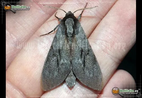 Southern Pine Sphinx - photo 2