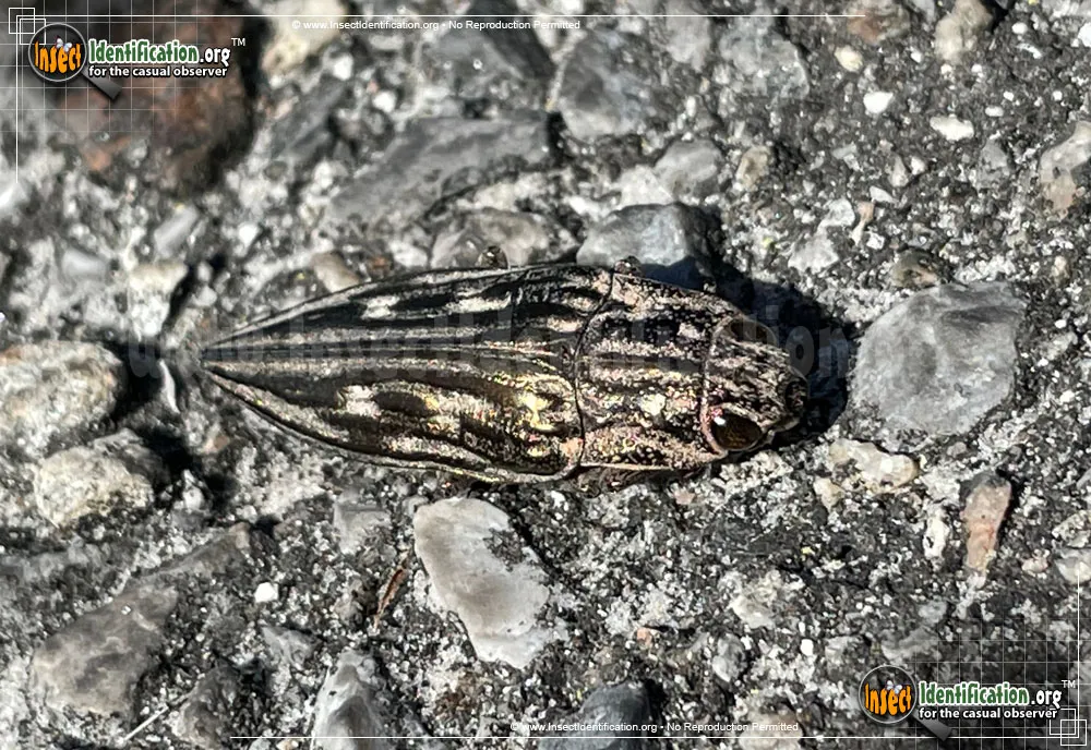 Southern Sculptured Pine Borer Beetle - photo 3