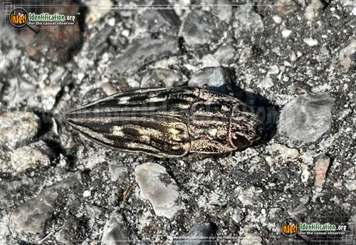 Southern Sculptured Pine Borer Beetle - photo 4