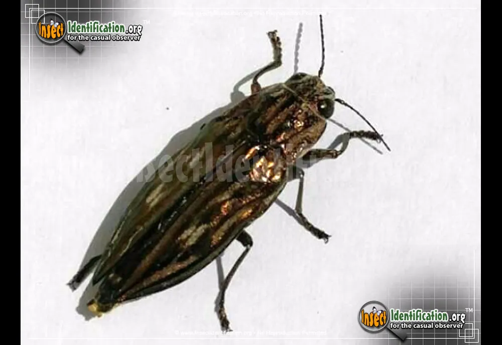 Southern Sculptured Pine Borer Beetle - photo 5