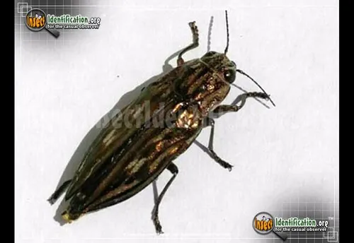 Southern Sculptured Pine Borer Beetle - photo 6