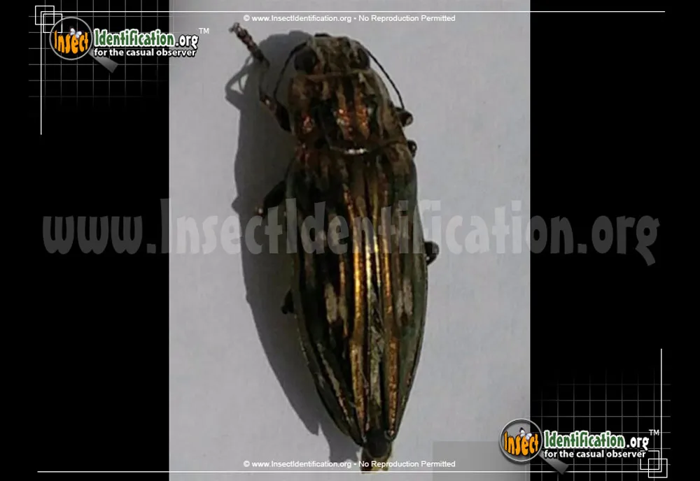 Southern Sculptured Pine Borer Beetle - photo 7