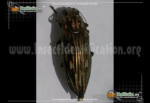 Southern Sculptured Pine Borer Beetle - photo 8