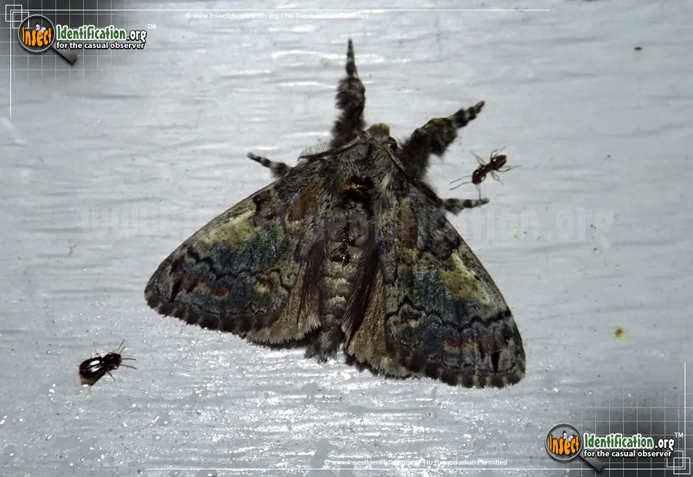 Southern Tussock Moth - Dasychira meridionalis