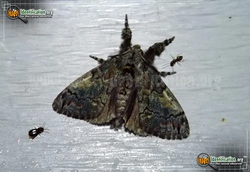 Southern Tussock Moth - photo 2