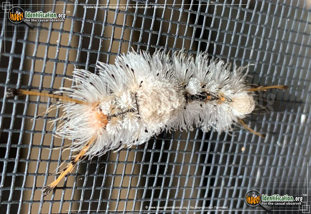 Southern Tussock Moth - photo 3