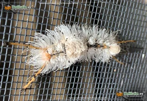 Southern Tussock Moth - photo 4