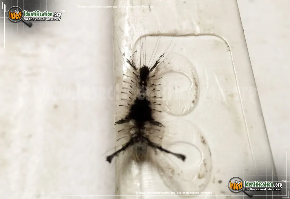 Southern Tussock Moth - photo 5