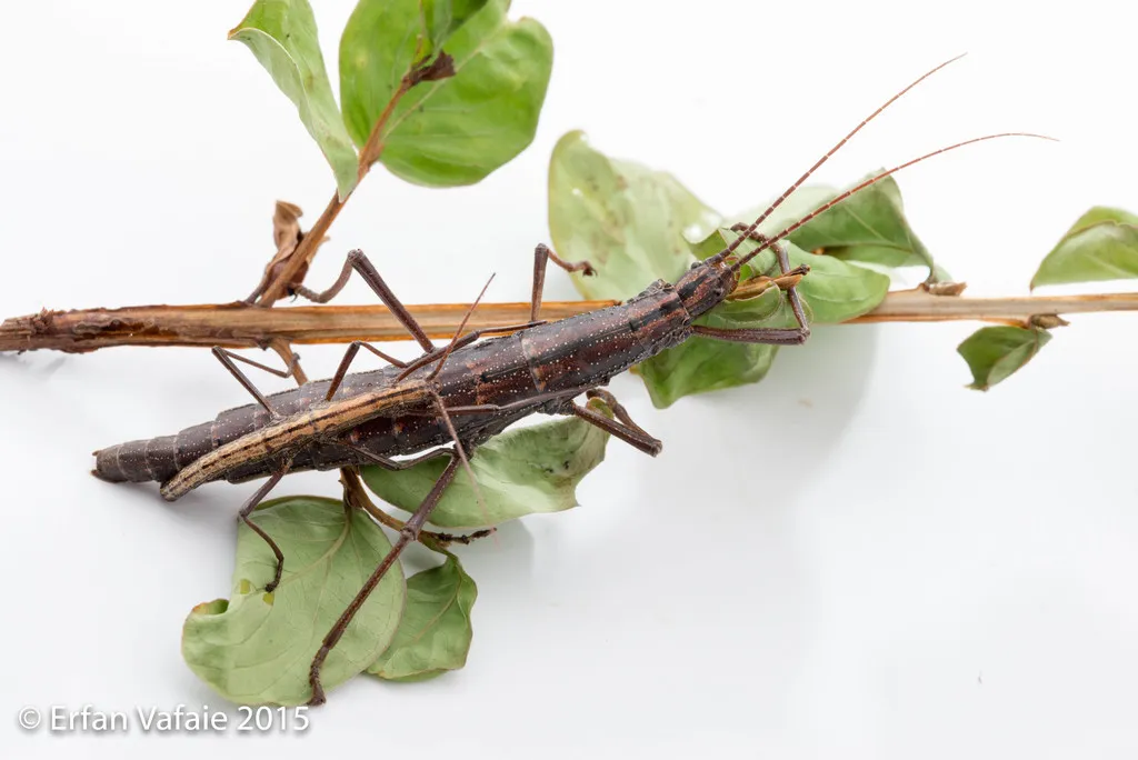 Southern Two-striped Walkingstick - photo 2
