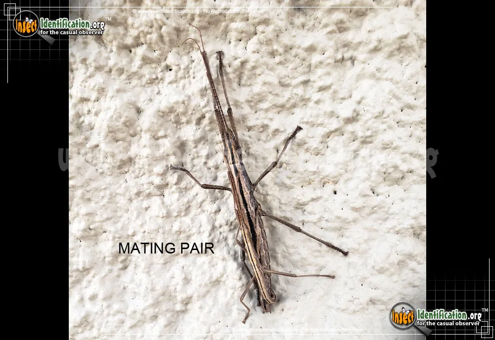 Southern Two-striped Walkingstick - photo 4