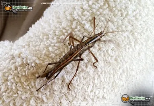 Southern Two-striped Walkingstick - photo 6