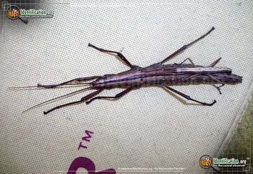 Southern Two-striped Walkingstick - photo 7