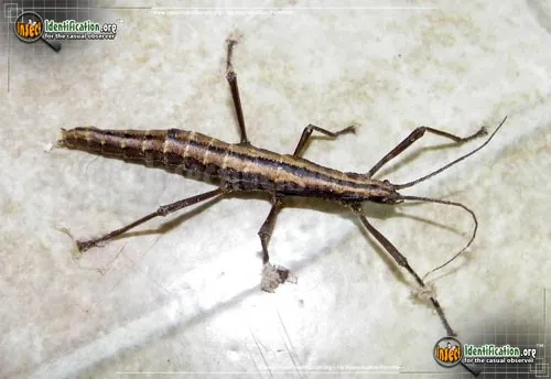 Southern Two-striped Walkingstick - photo 8