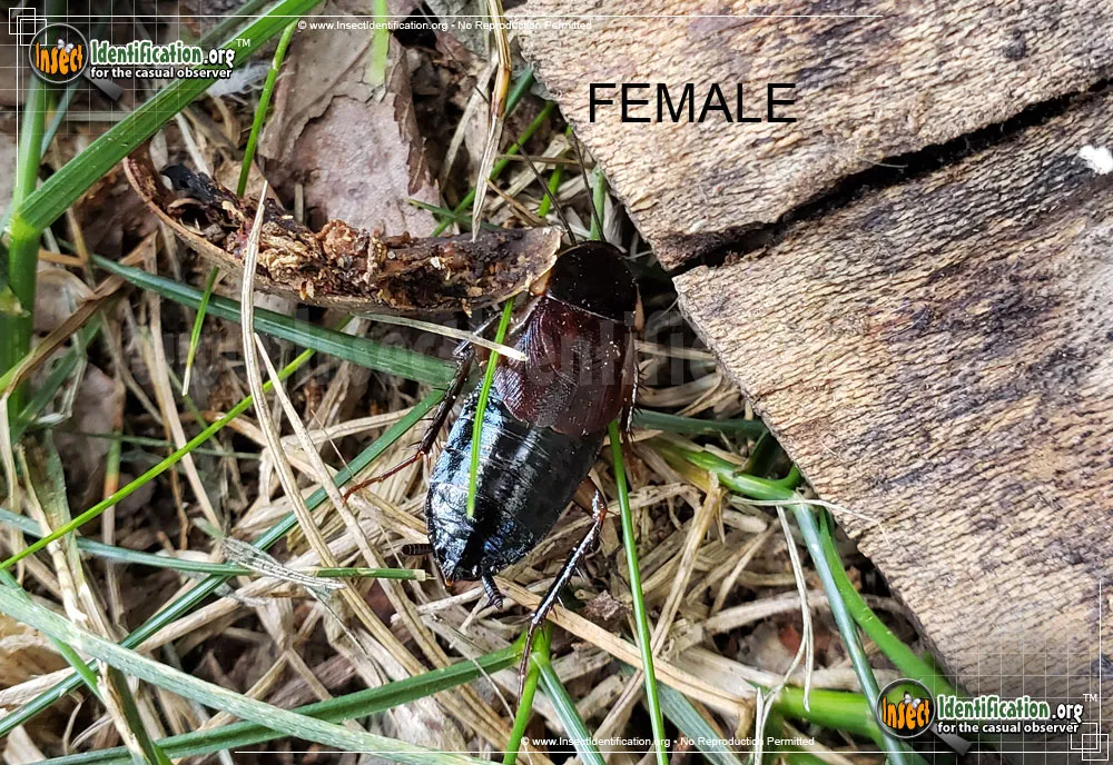 Southern Wood Cockroach