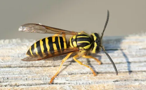 Southern Yellowjacket - Vespula squamosa