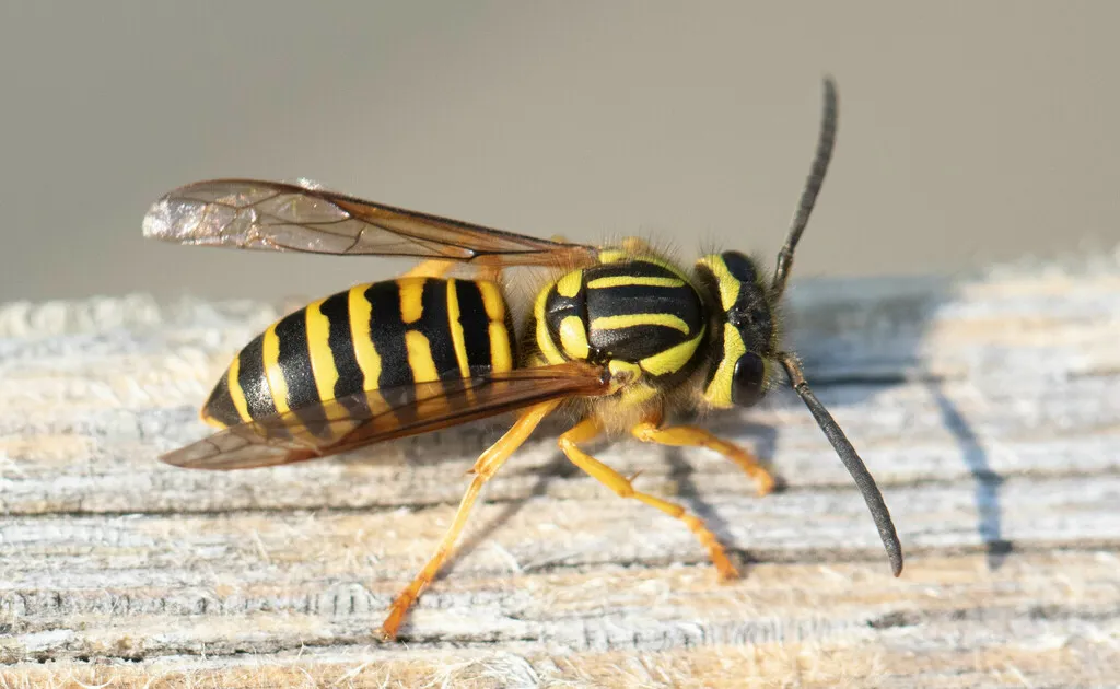 Southern Yellowjacket - photo 2