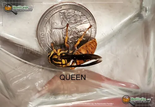 Southern Yellowjacket - photo 4
