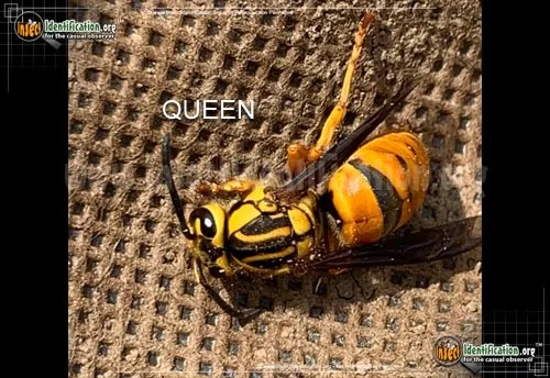 Southern Yellowjacket - photo 5