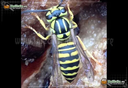 Southern Yellowjacket - photo 6