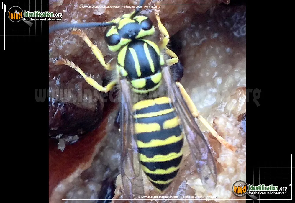 Southern Yellowjacket - photo 7