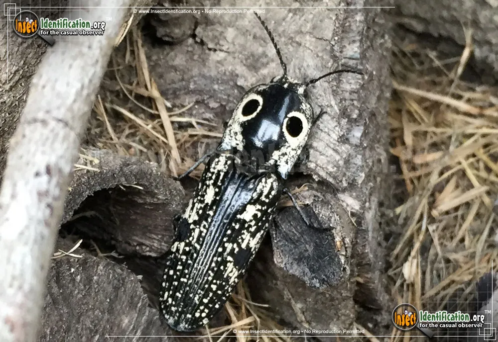 Southwestern Eyed Click Beetle