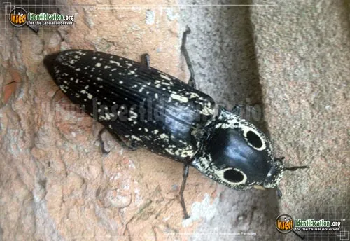 Southwestern Eyed Click Beetle - photo 4