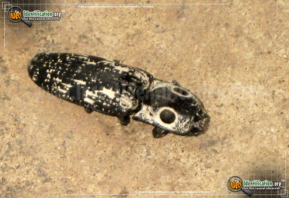 Southwestern Eyed Click Beetle - photo 5