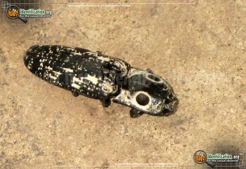 Southwestern Eyed Click Beetle - photo 6