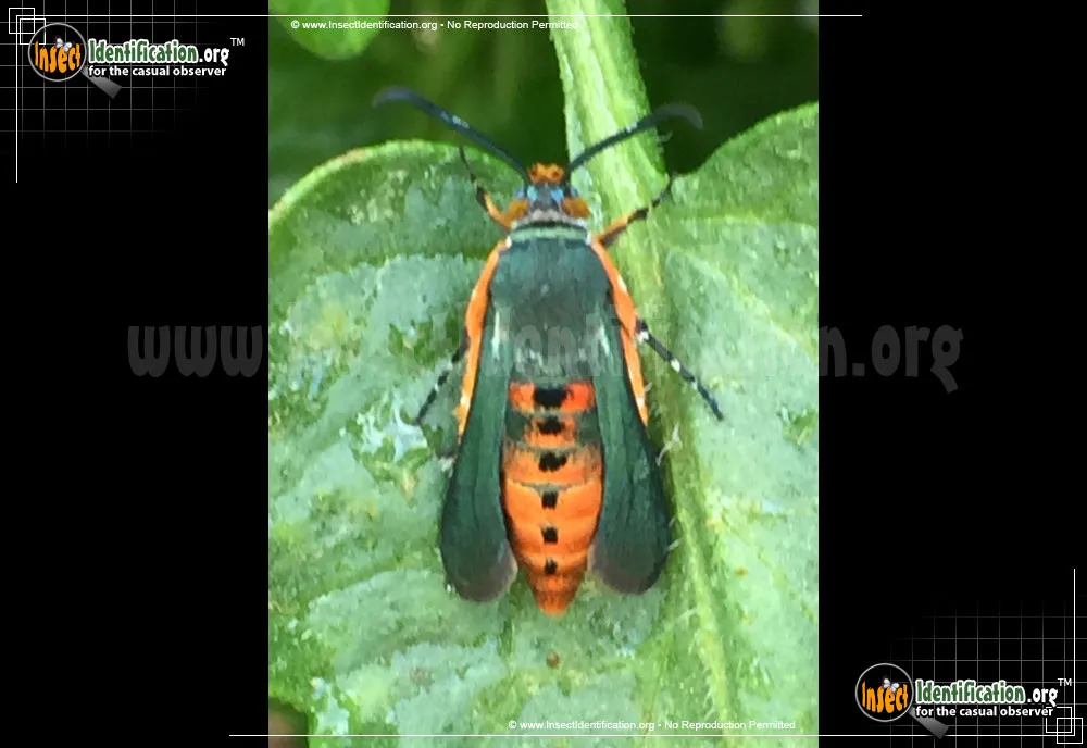 Southwestern Squash Vine Borer Moth