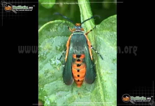 Southwestern Squash Vine Borer Moth - photo 2