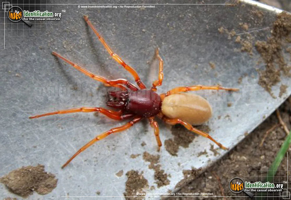 Sowbug Killer Spider